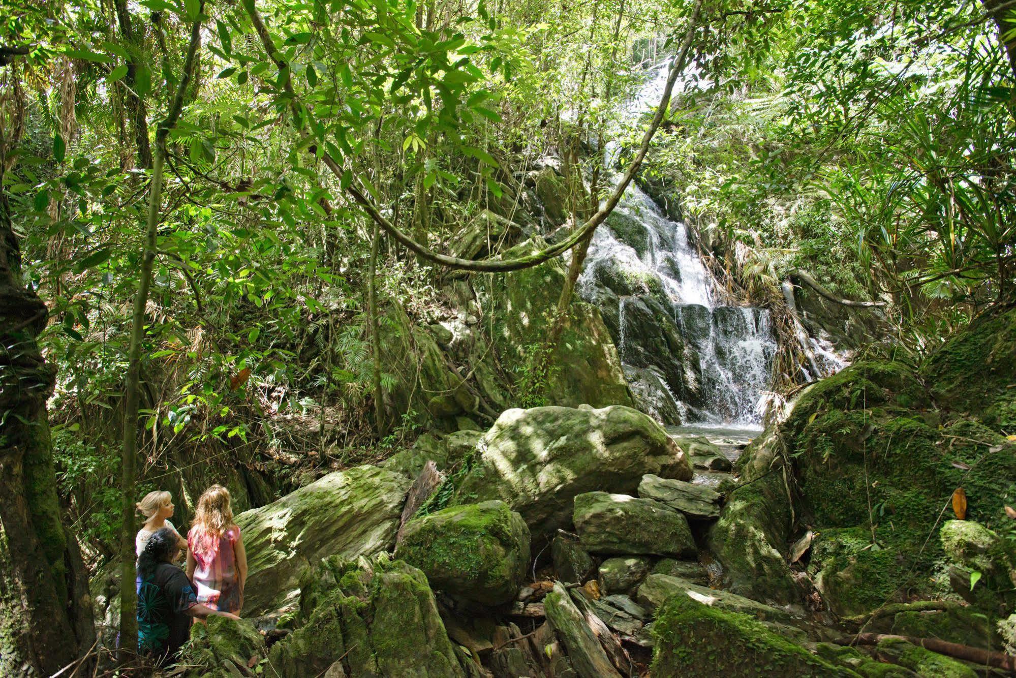 Daintree Ecolodge Exteriér fotografie
